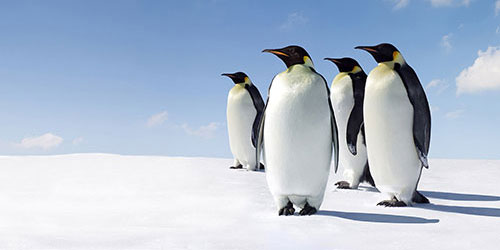 What is Google Penguin Update